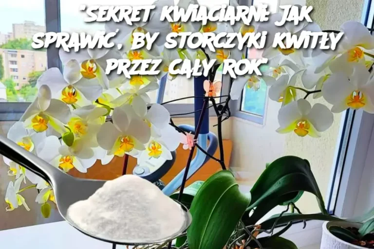 Sekret kwiaciarni: Jak sprawić, by storczyki kwitły przez cały rok