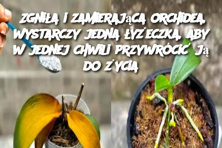 Zgniła i zamierająca orchidea, wystarczy jedna łyżeczka, aby w jednej chwili przywrócić ją do życia