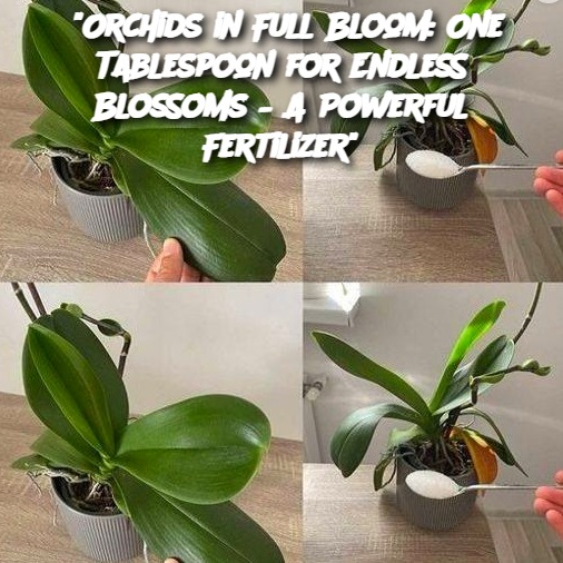 “Orchids in Full Bloom: One Tablespoon for Endless Blossoms – A Powerful Fertilizer”