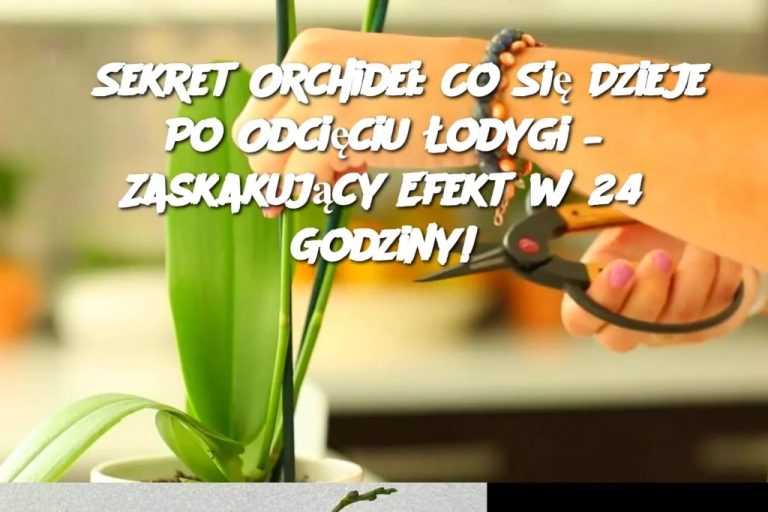 🌸 Sekret Orchidei: Co Się Dzieje Po Odcięciu Łodygi? 🌿