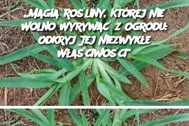 Magia Rośliny, Której Nie Wolno Wyrywać z Ogrodu: Odkryj Jej Niezwykłe Właściwości”